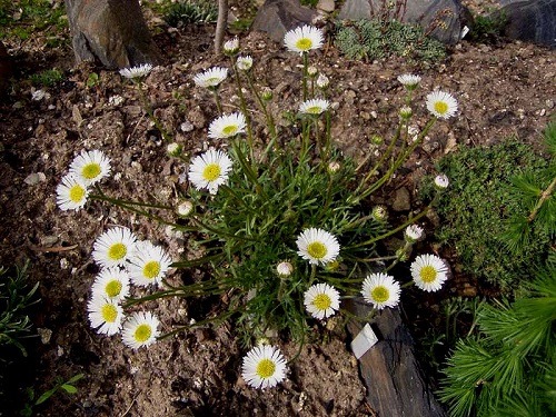 chrizantema daisy