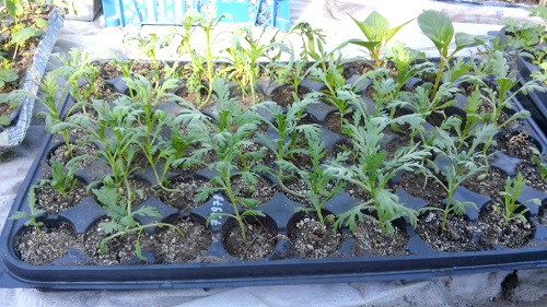 krysantemumplantor