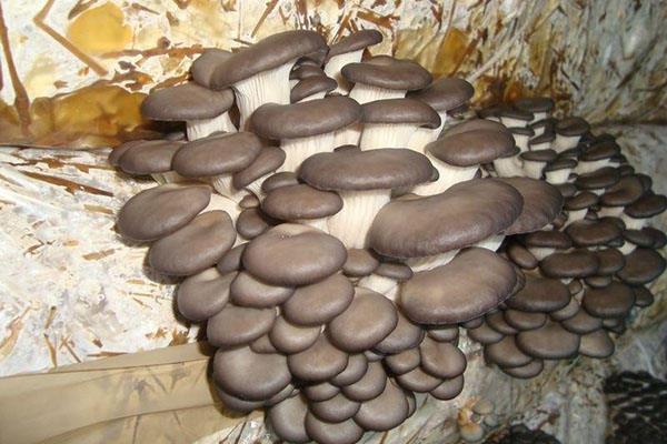ostron svampar