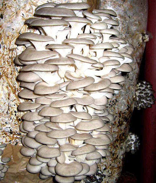 在家里种植牡蛎蘑菇