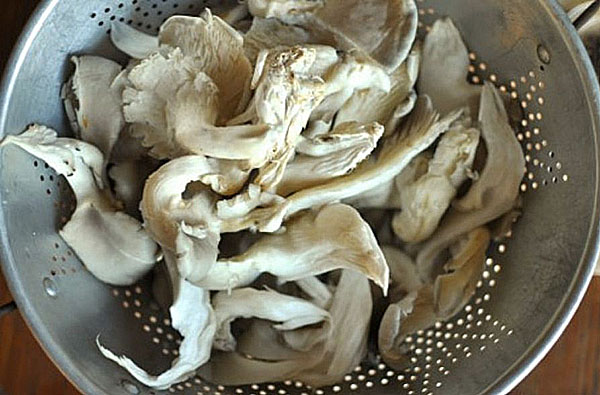 拉紧牡蛎蘑菇