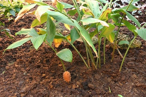 ingver na vrtu