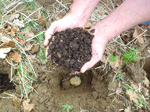 Plantando batatas em Mitlajderu