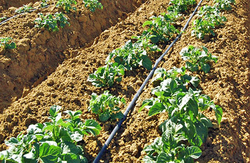 Irrigação por gotejamento de batatas