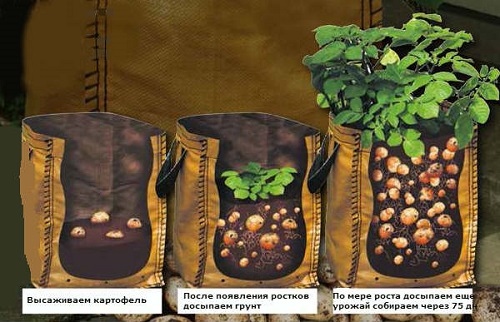 plantare în saci