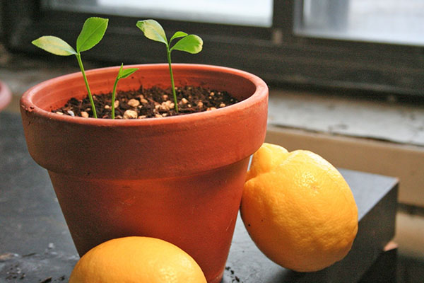 Brotos de sementes de limão
