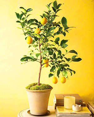 Na de inenting van de stekken van de vruchtdragende plant, zal de citroen vrucht dragen