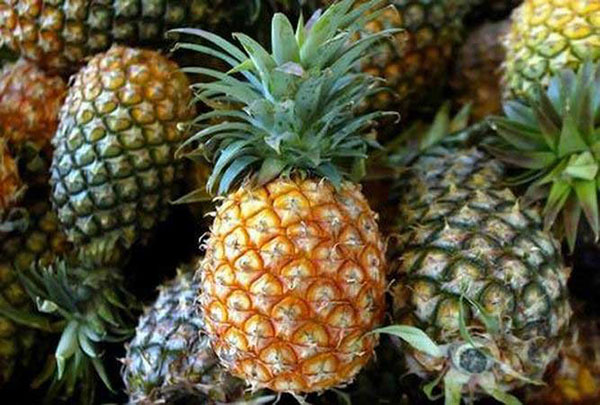 ananas frukt