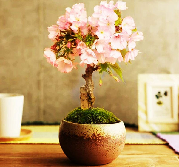 blomstring av ung bonsai sakura