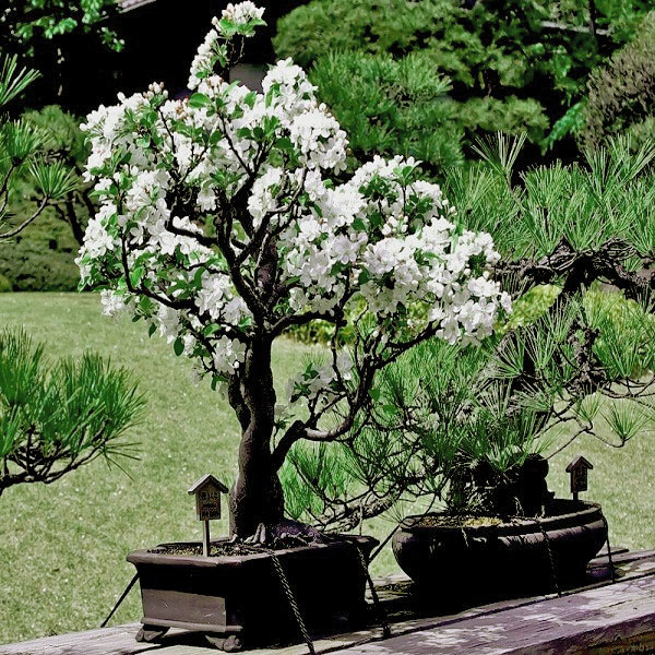 bonsai sakura no jardim