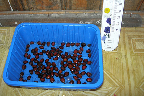 preparação de nozes para sementeira