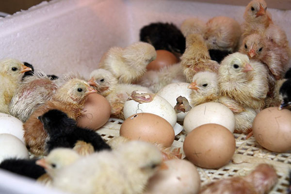 Kläckande kycklingar i en inkubator hemma