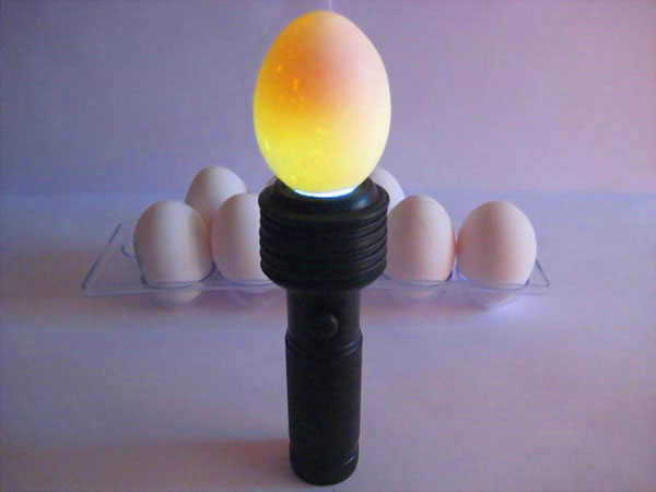 Urval av ägg för inkubation