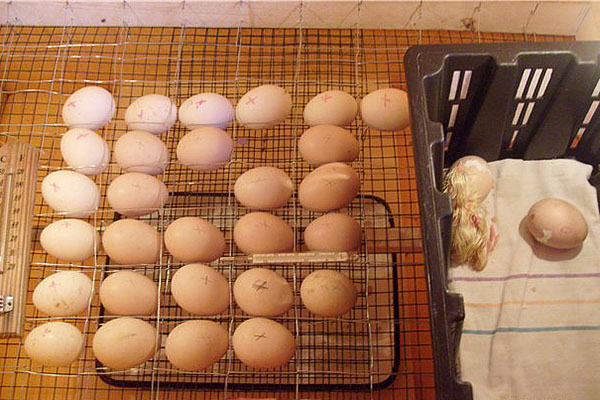 Inkubation av huset av kycklingägg