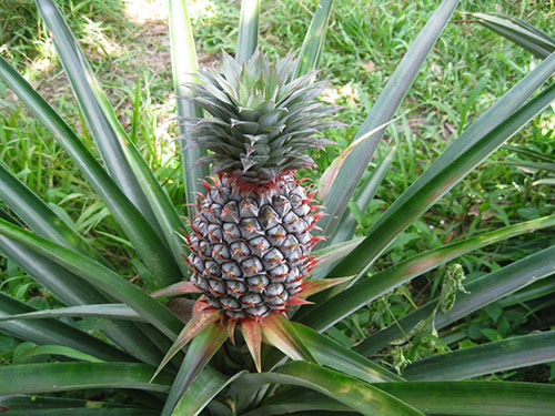 Pineapple rastie