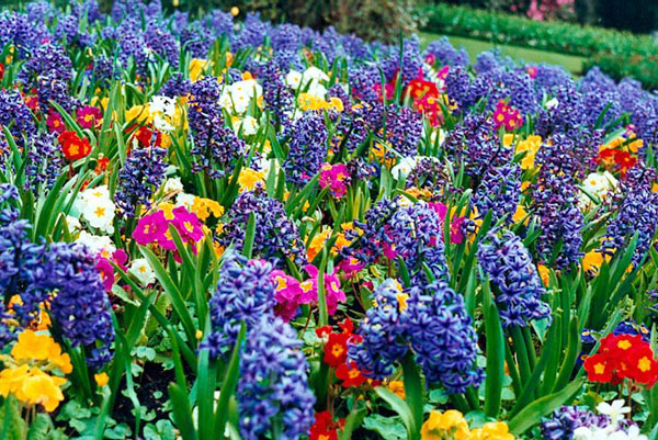 motley spring flowerbed