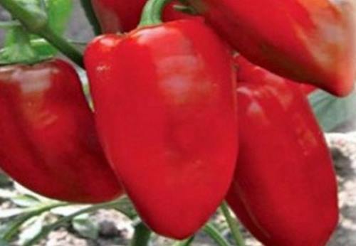 Pepper kultivar pre Sibír - Topolin