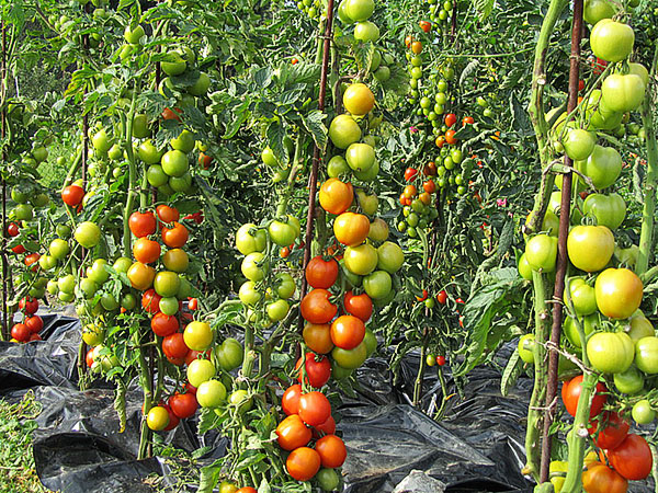 Open gemalen tomaten