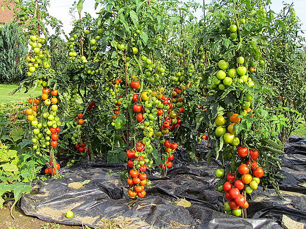 hoogrenderende variëteiten van tomaten in het land