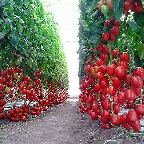koruma için domates
