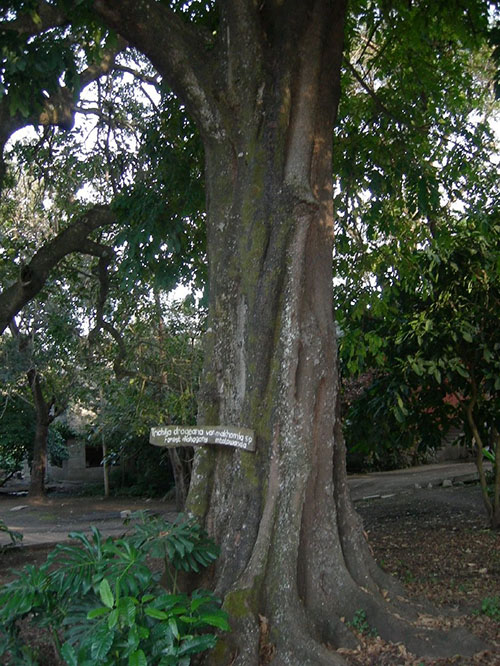 独特的树