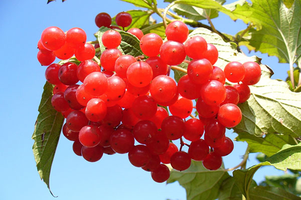 红色荚berries浆果
