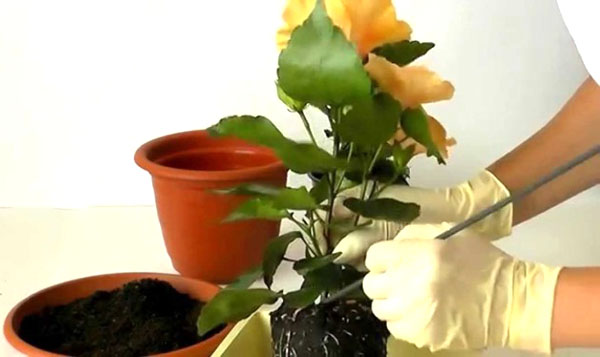 Transplante de flores em um pote espaçoso