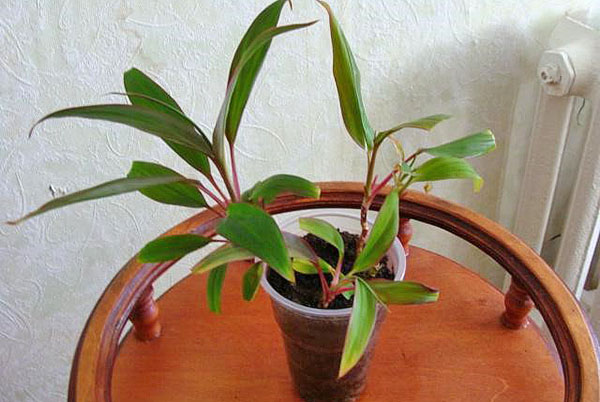 Млада биљка из слојева