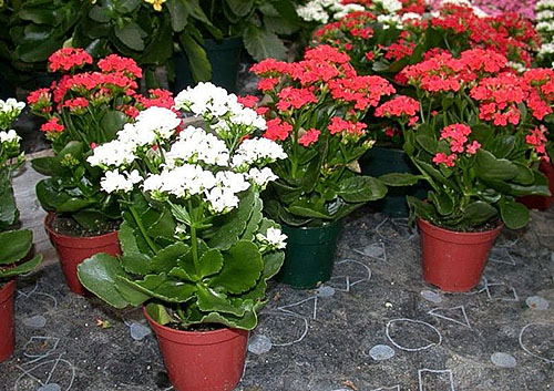 I affären får växter en speciell stimulans för blomning