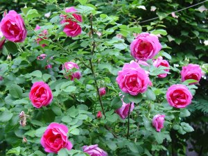 Gjennomgang av plantingen av den kanadiske rose