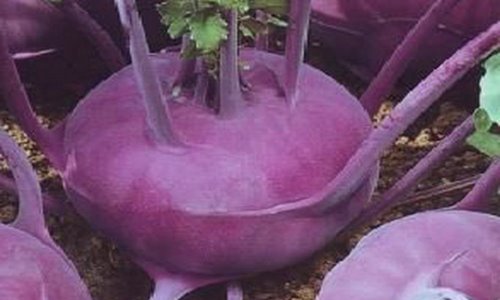 紫色大头菜早熟