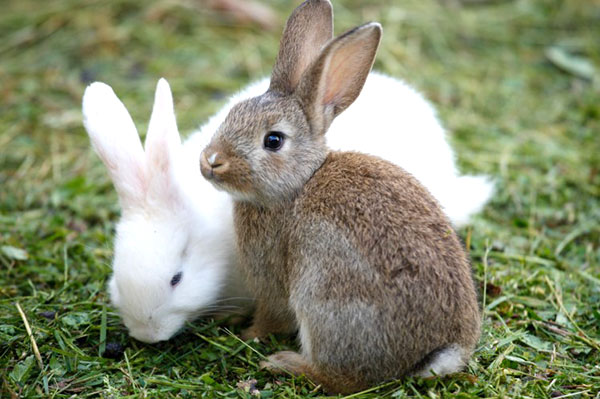 Kaniner er kjøtt, pelsbærende, giganter, dekorative
