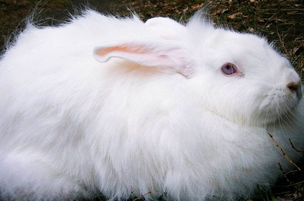 白色柔软的兔子