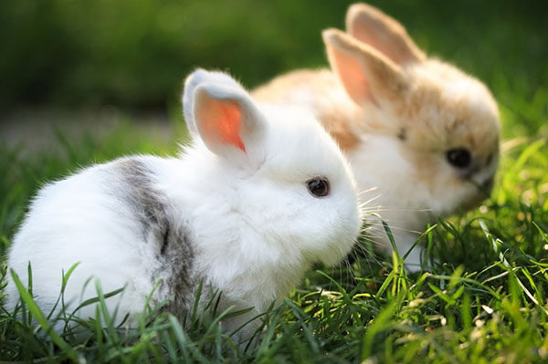 Dekorative kaniner