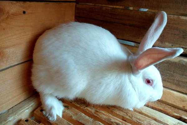 兔子是白巨人