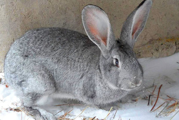Kaniner av Grey Giant