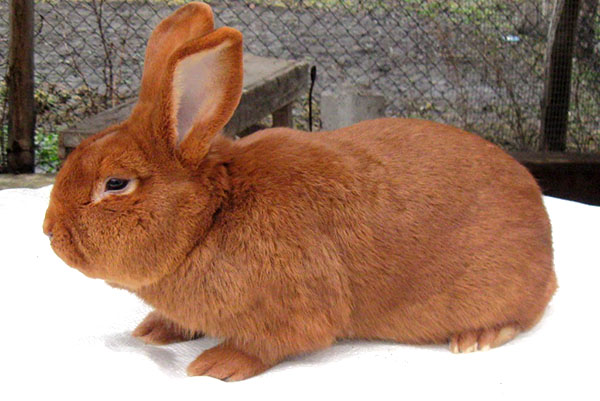 红新西兰兔