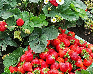 Remontant草莓成熟莓果