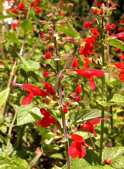 Salvia merah