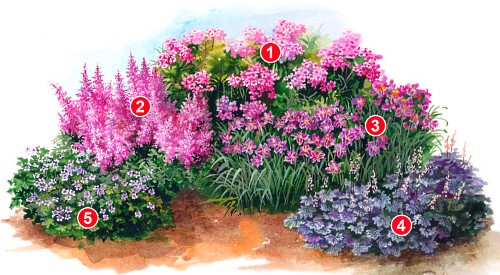 schema van bloembedden van vaste planten
