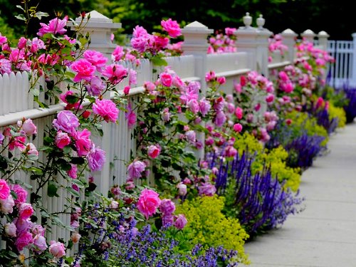 Decoratie van een hek van rozen