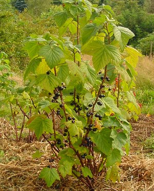 buske svart stor vinbär