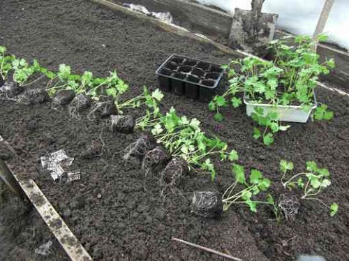 apabila menanam benih parsli