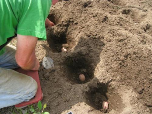Planting poteter på sandjord