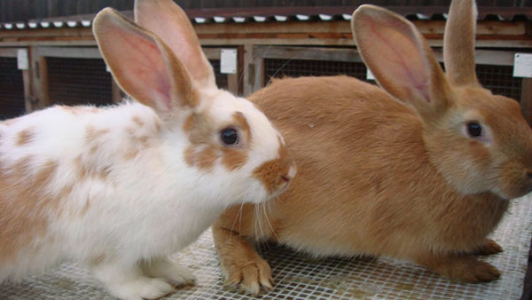 Včasná vakcinácia ušetrí počet králikov