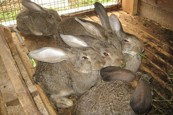Inokulujte králiky vo veku 45 dní