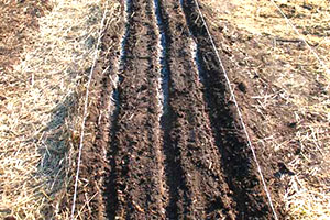 Seedbed för höst plantering morötter
