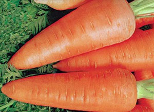 creșterea morcovului și a penisului