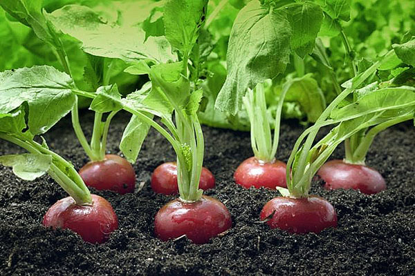 radishes berkembang di tanah terbuka