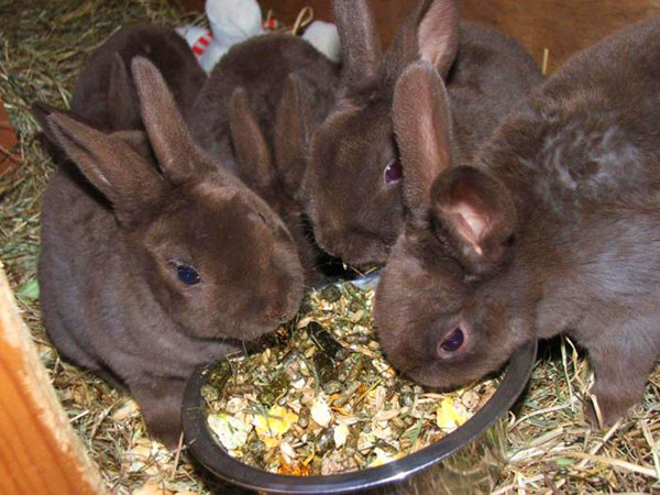 När kaninerna äter all sin egen mat seder de sig